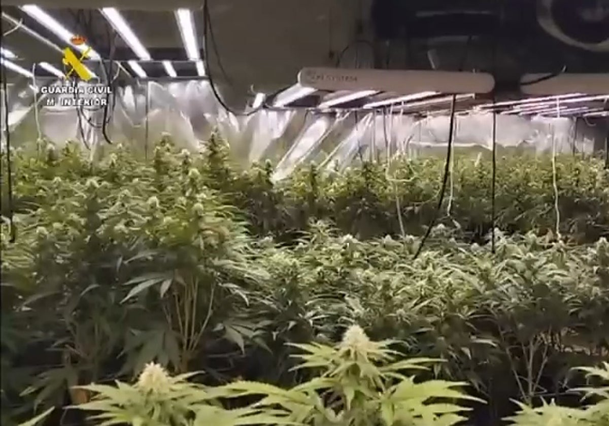 Interior de una de las plantaciones