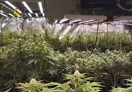 Otros dos cultivos  de marihuana desbaratados en Yeles confirman que Toledo es una provincia puntera