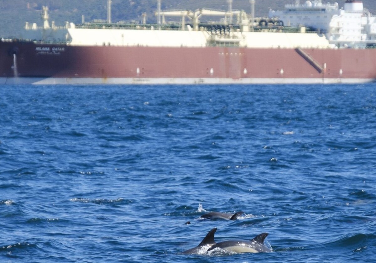 Varios delfines junto a uno de los buques que transitan por el Estrecho de Gibraltar