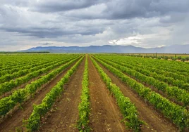 Los suelos más antiguos de Europa donde nacen los vinos de la nueva Denominación de Origen Rosalejo