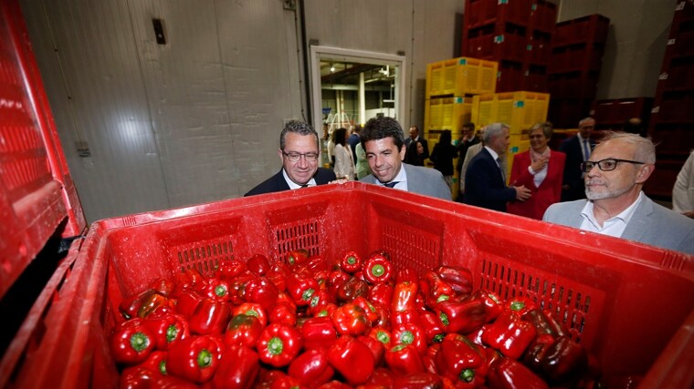 El presidente de la Generalitat Valenciana, Carlos Mazón, junto al de la Diputación de Alicante, Toni Pérez, en la visita a la cooperativa Surinver, un referente de décadas en el sector agrario.