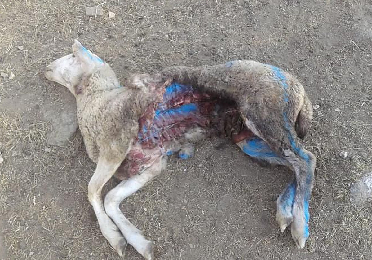 Una oveja muerta por ataque