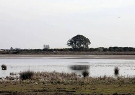 Ecologistas en Acción valora las últimas lluvias en Doñana como «un alivio», pero avisa: «No se han solucionado los problemas»