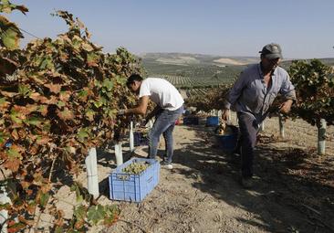 La Junta dará tres millones en ayudas para modernizar el viñedo