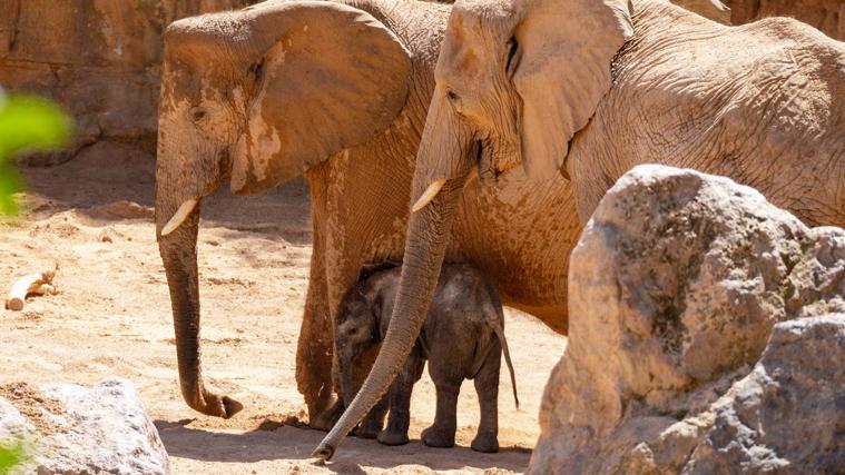 Imagen del pequeño elefante junto a su madre y otra hembra de la manada