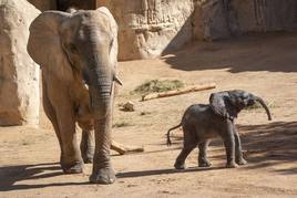 Bioparc Valencia somete a votación ciudadana el nombre de la cría de elefante nacida hace un mes