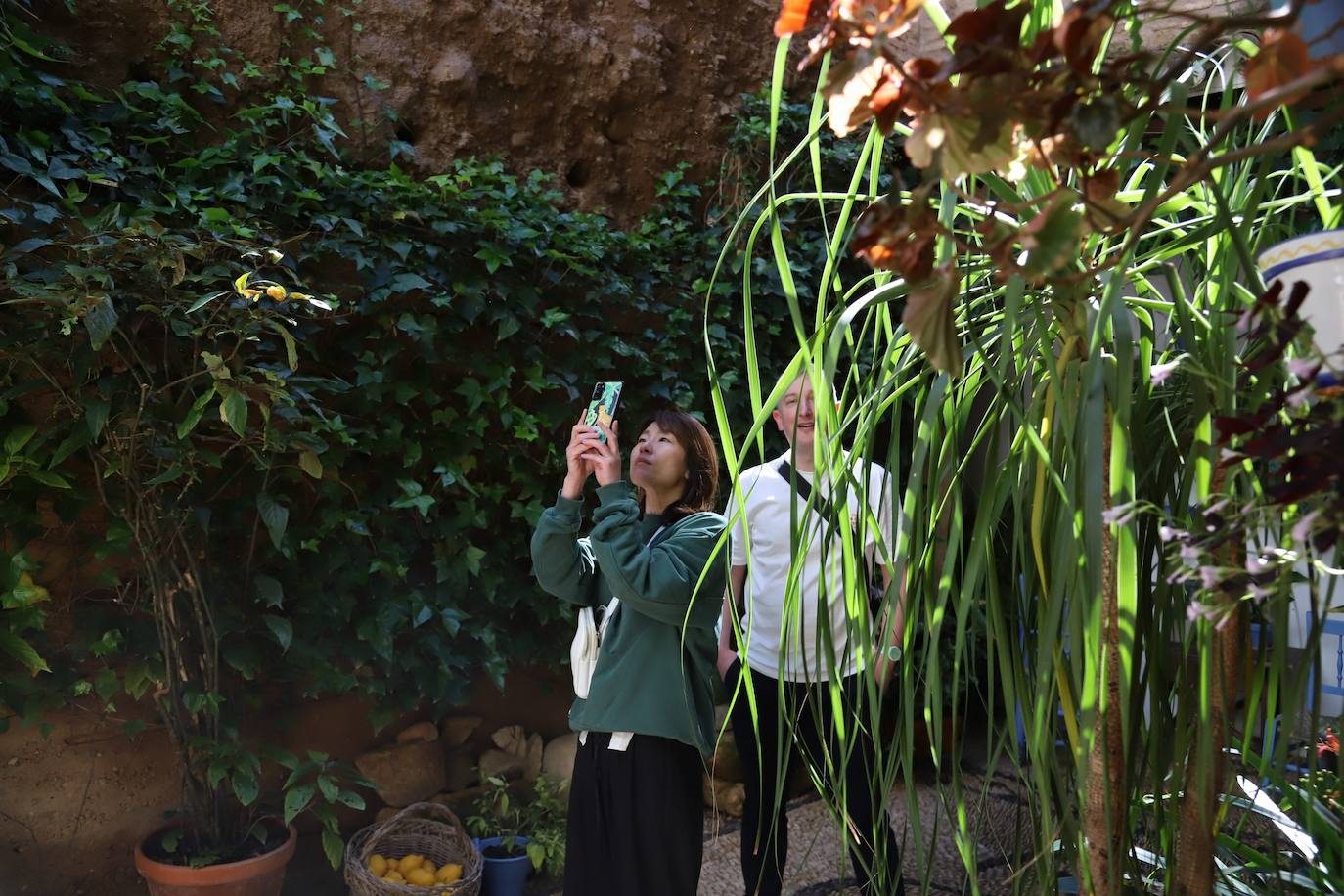 Las imágenes de la belleza de los patios de Córdoba en abril