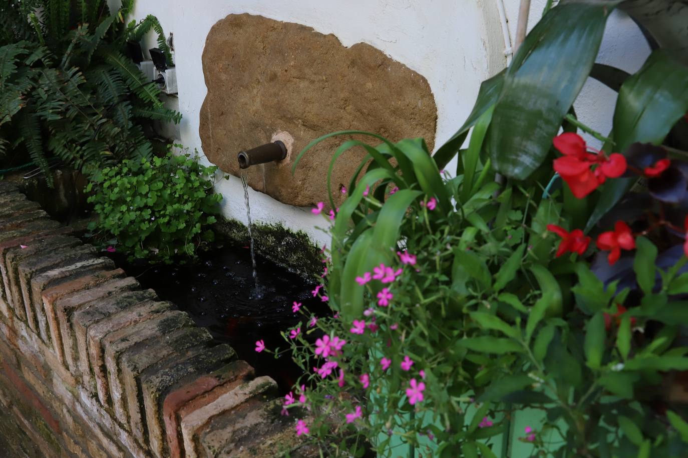 Las imágenes de la belleza de los patios de Córdoba en abril