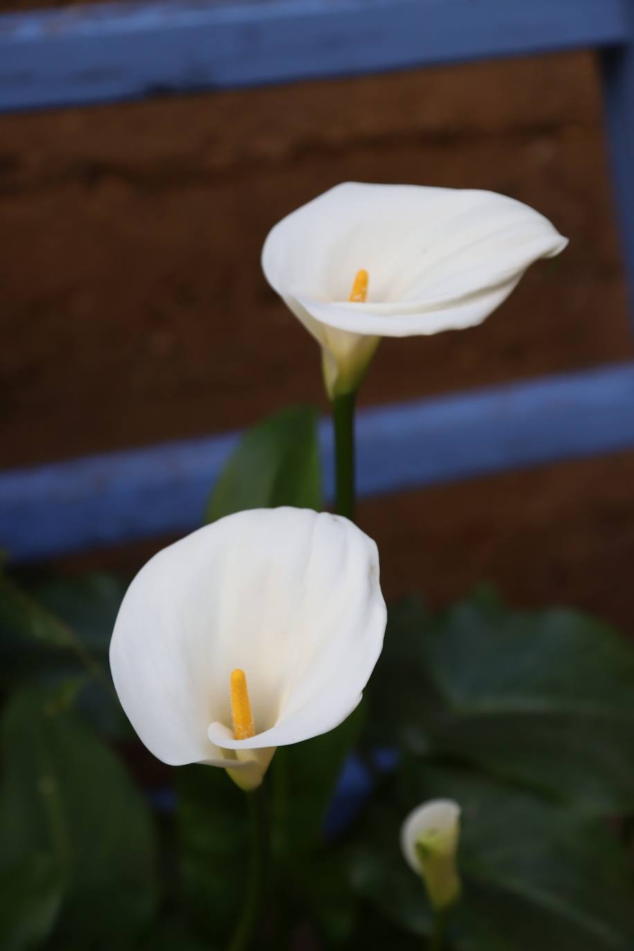 Las imágenes de la belleza de los patios de Córdoba en abril