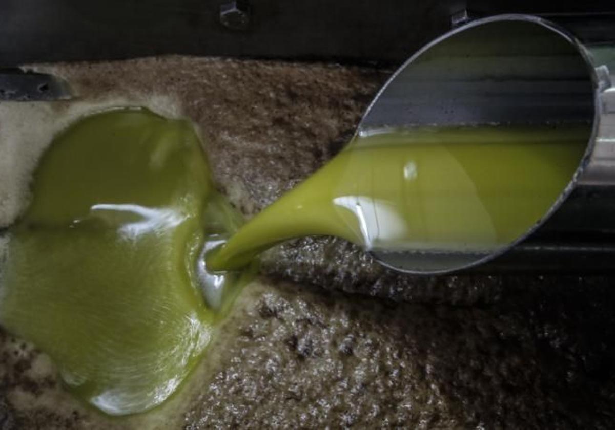 Proceso de producción de aceite de oliva en una almazara cordobesa