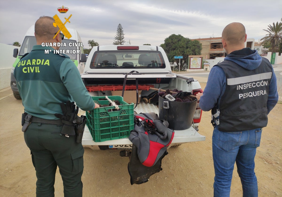 Los agentes con los erizos capturados y devueltos al mar