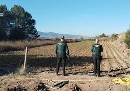 La Guardia Civil desmantela un campamento con un macrocultivo de 4.000 plantas de marihuana en un pueblo de Valencia