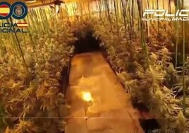La Policía Municipal de Madrid desmantela una plantación de marihuana con 900 plantas en Villaverde