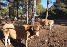 La sequía ya provoca graves problemas en la agricultura y ganadería valencianas