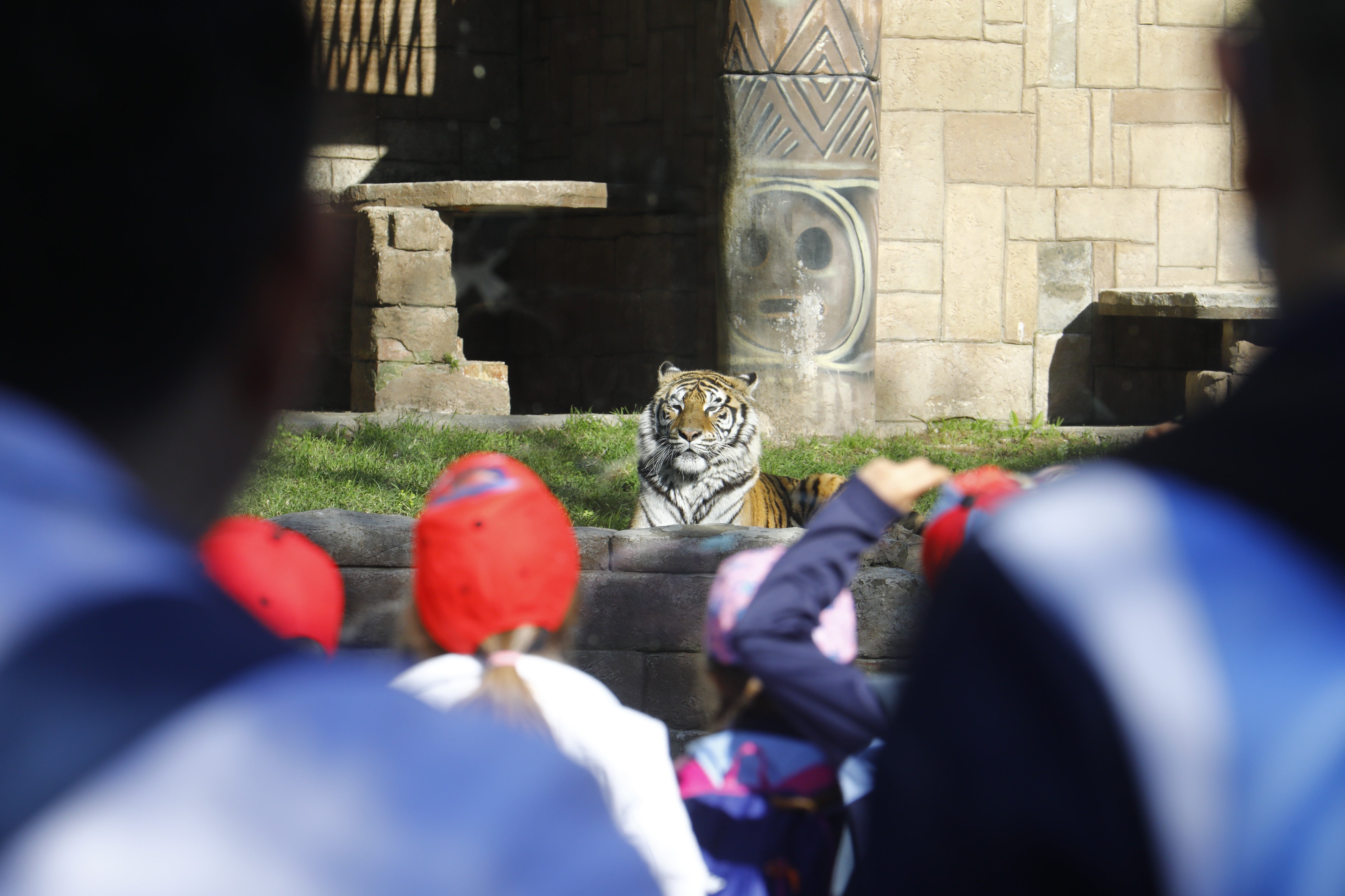 Las imágenes de los nuevos tigres de bengala del Zoo de Córdoba