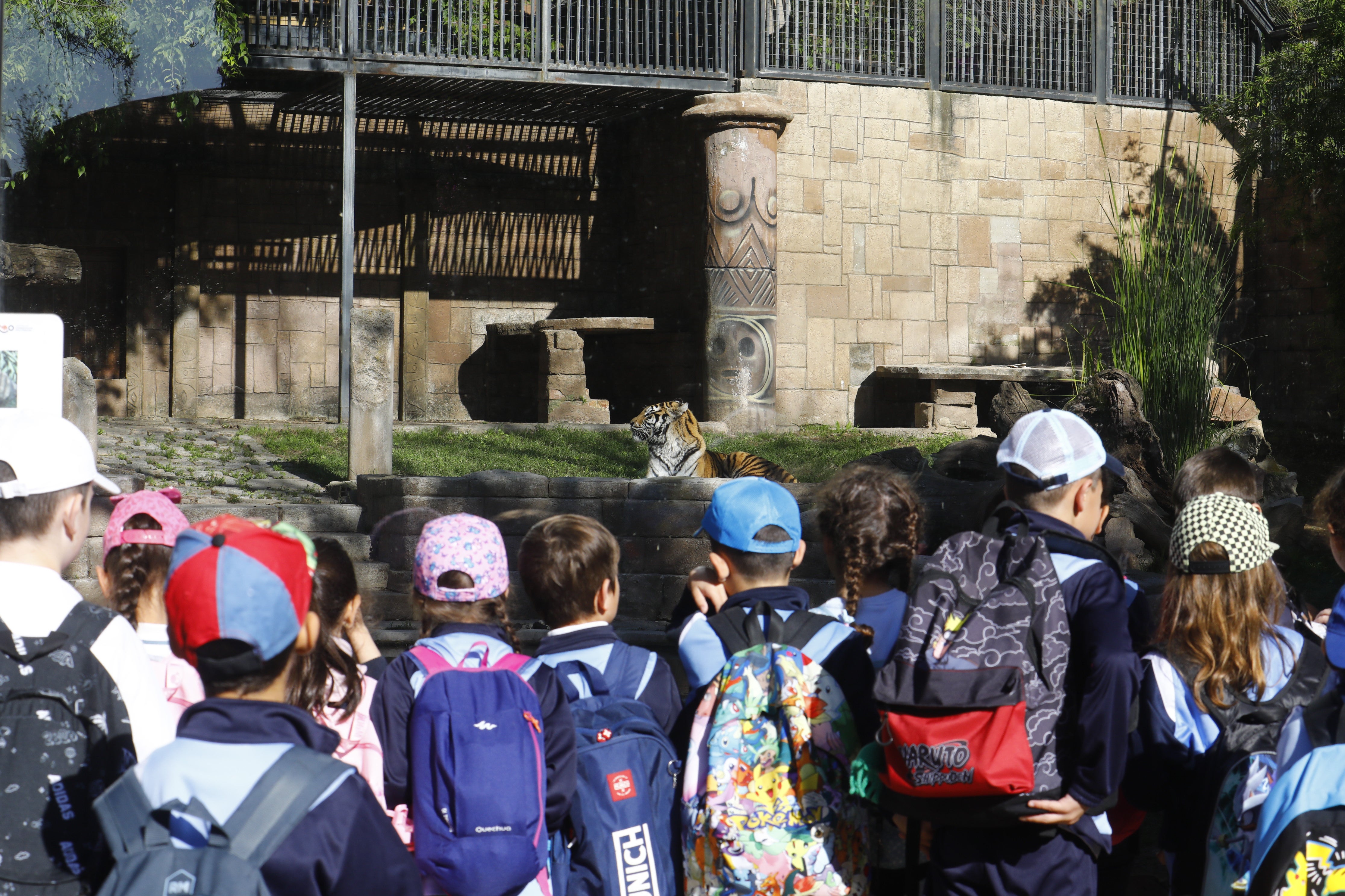 Las imágenes de los nuevos tigres de bengala del Zoo de Córdoba