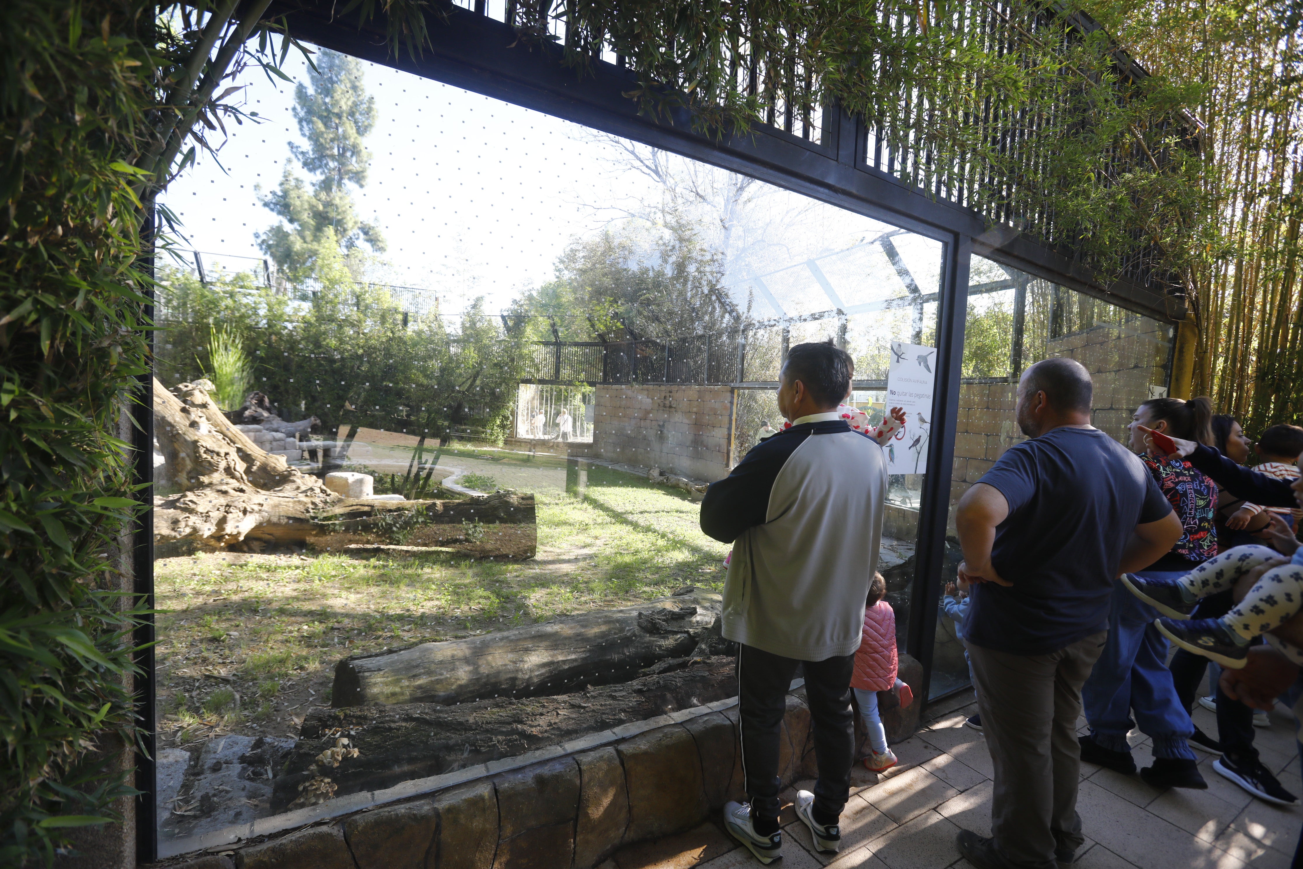 Las imágenes de los nuevos tigres de bengala del Zoo de Córdoba