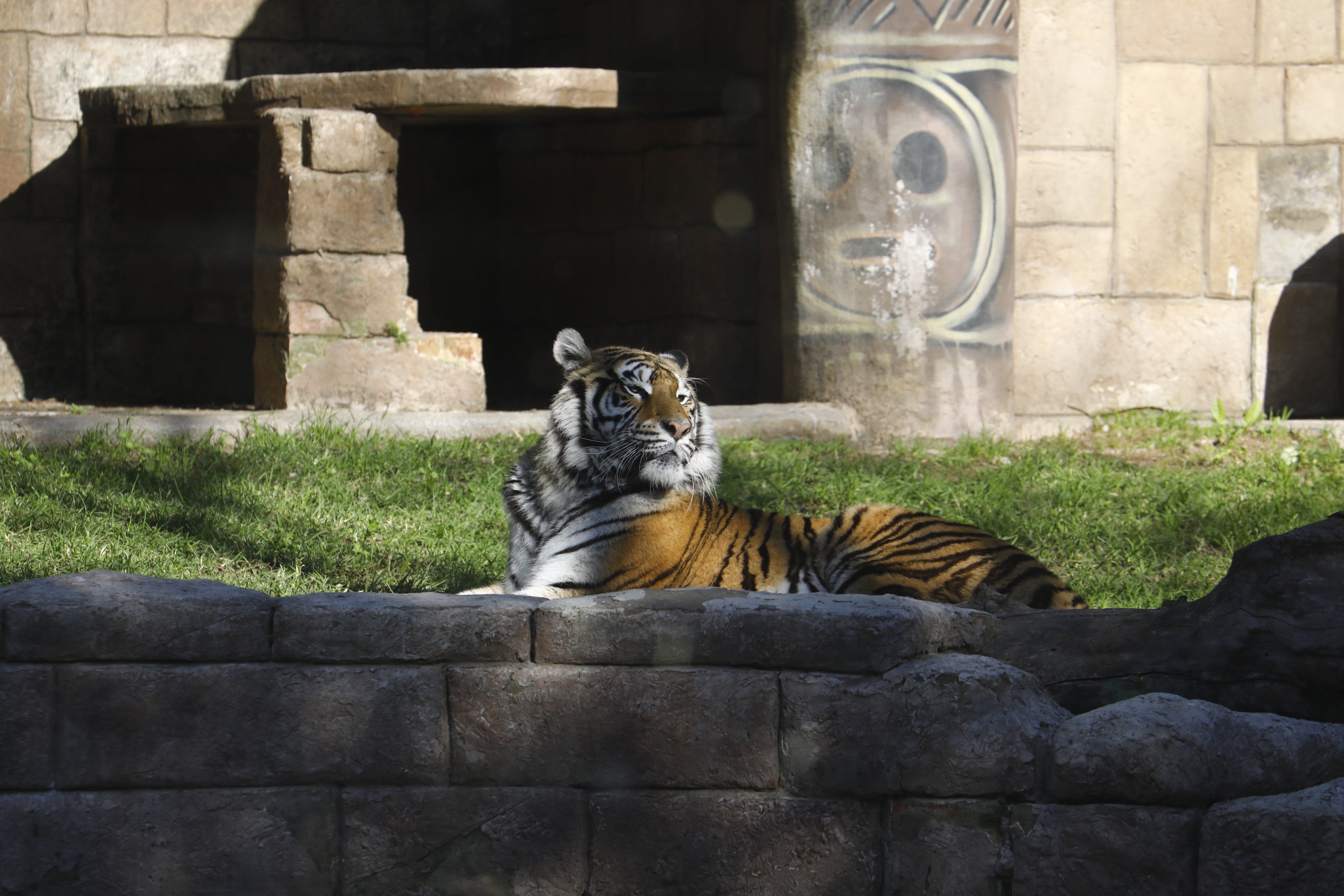 Las imágenes de los nuevos tigres de bengala del Zoo de Córdoba