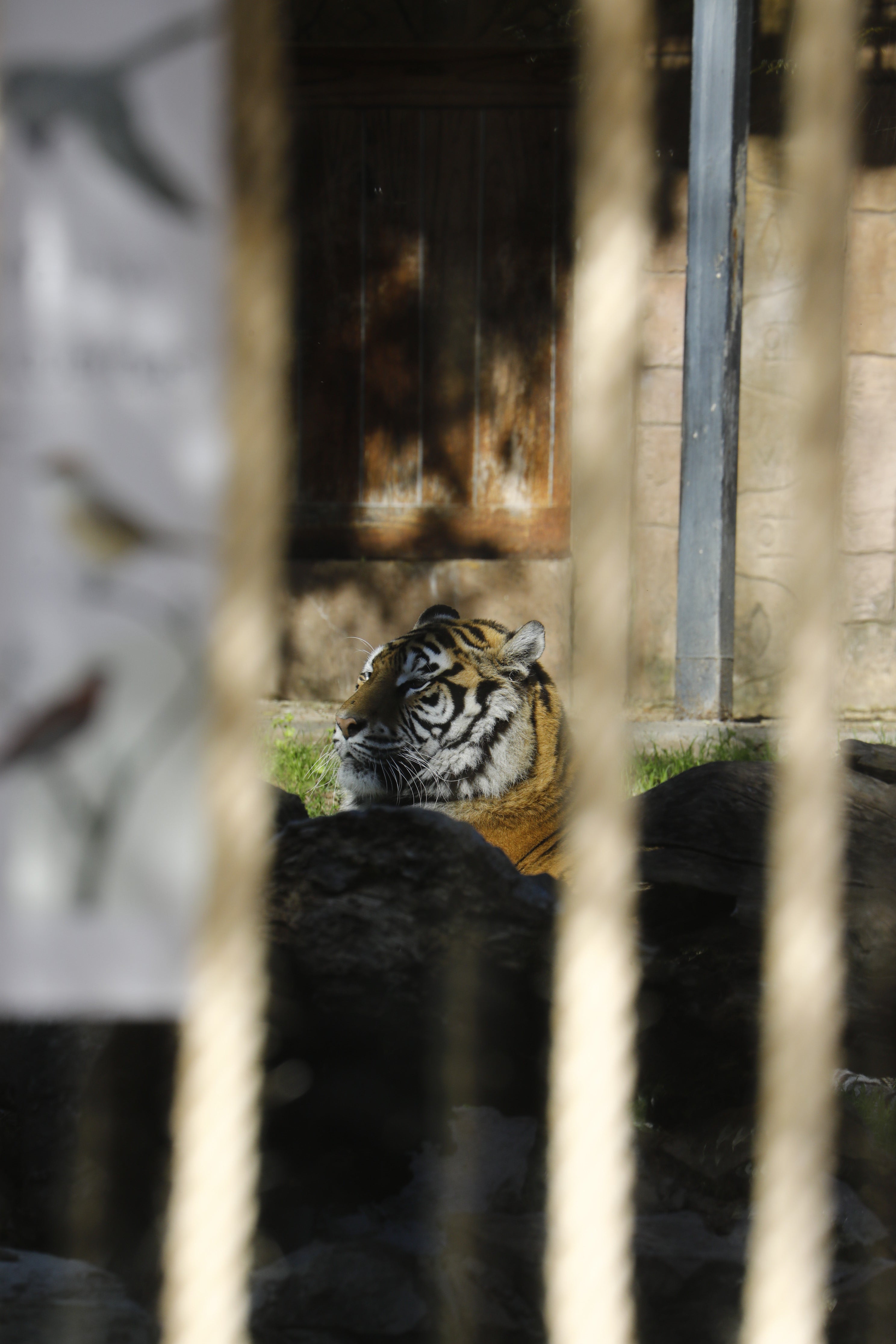 Las imágenes de los nuevos tigres de bengala del Zoo de Córdoba