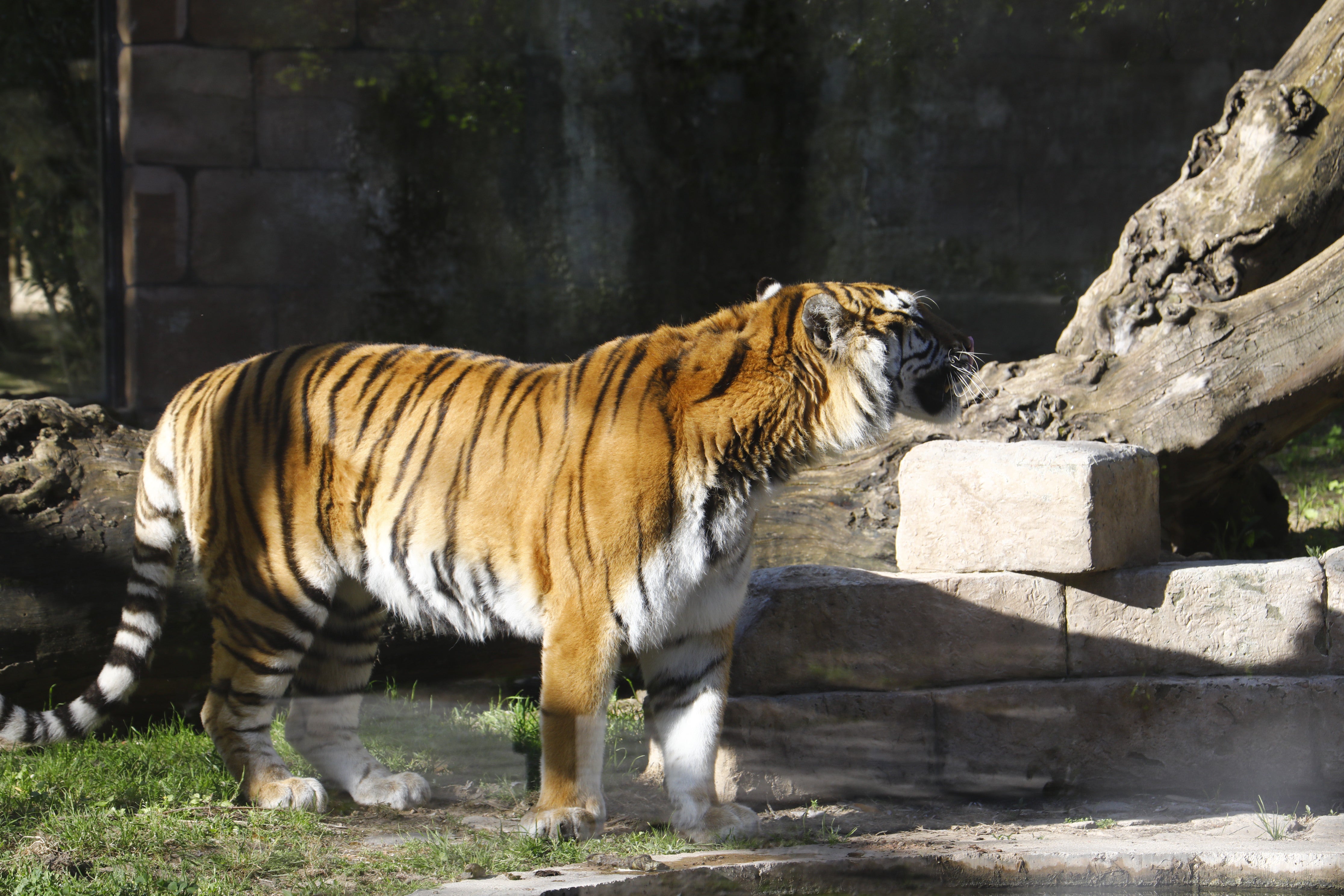 Las imágenes de los nuevos tigres de bengala del Zoo de Córdoba