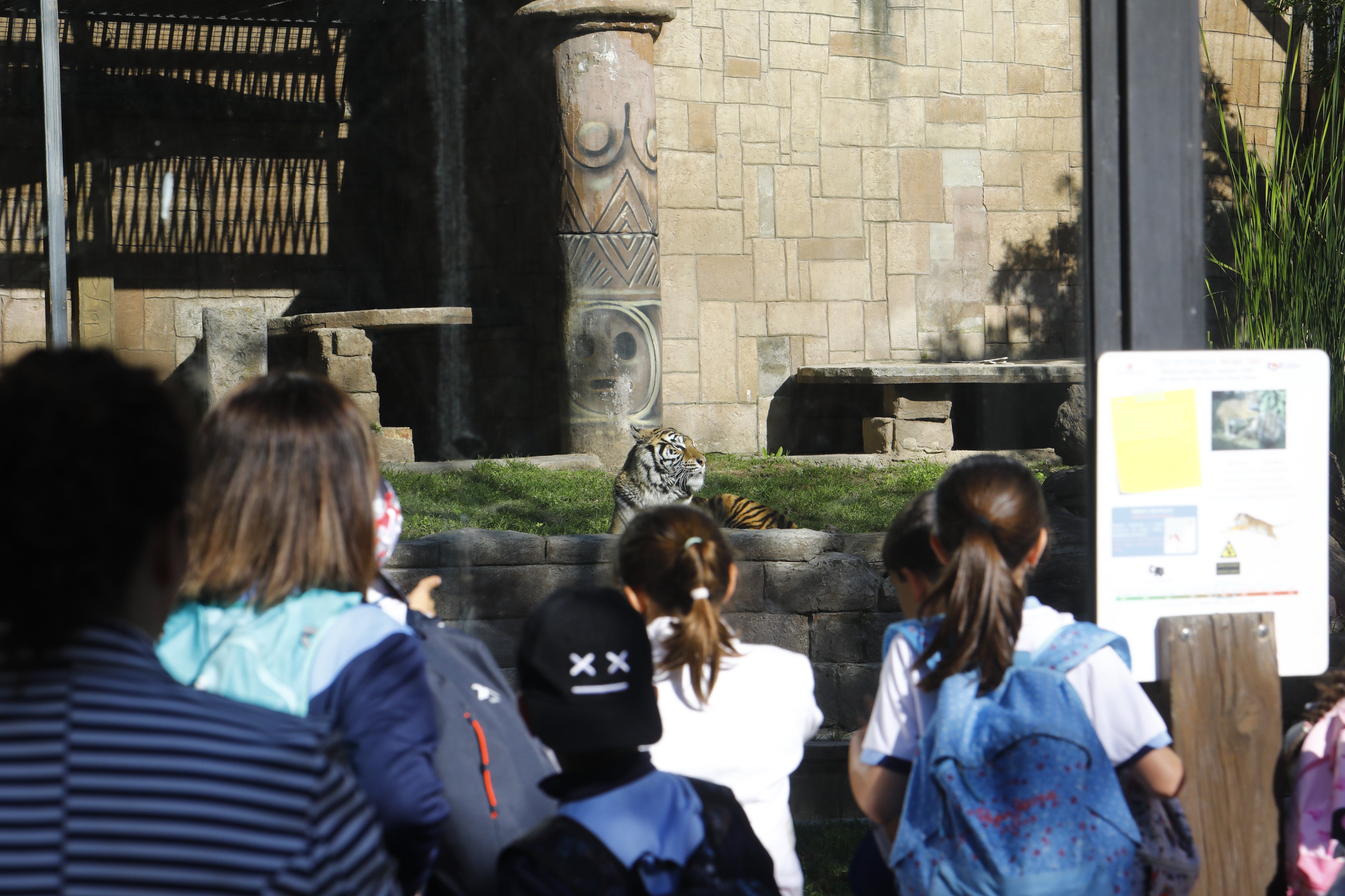 Las imágenes de los nuevos tigres de bengala del Zoo de Córdoba