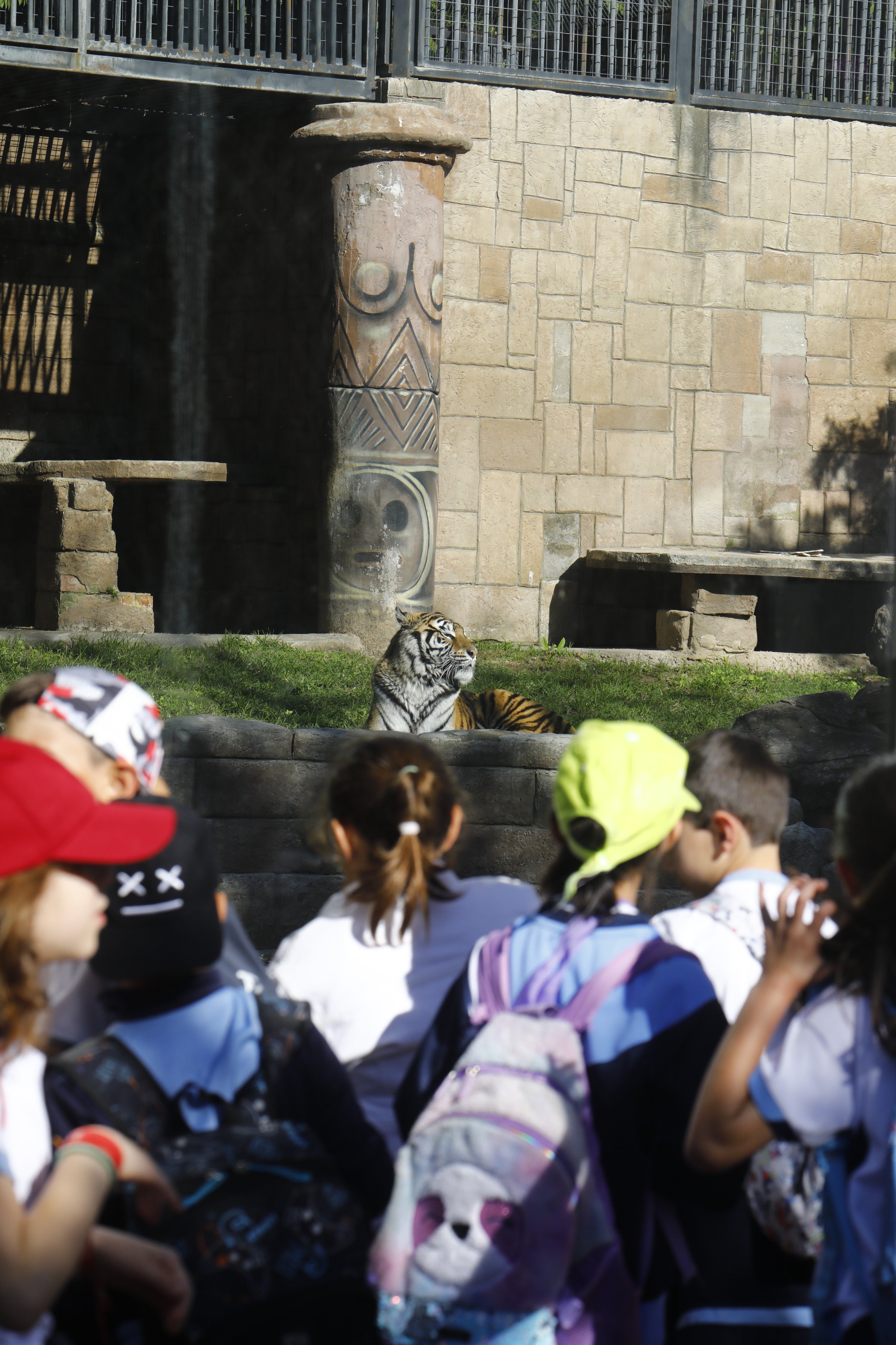 Las imágenes de los nuevos tigres de bengala del Zoo de Córdoba