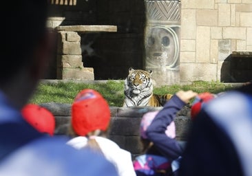 Las imágenes de los nuevos tigres de bengala del Zoo de Córdoba