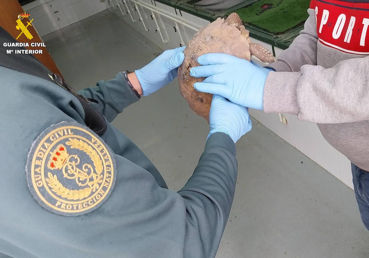 Imagen de la tortuga mora intervenida a un vecino de Valencia por la Guardia Civil