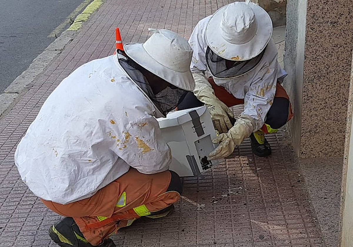 Imagen de archivo de efectivos del Consorcio Provincial de Bomberos de Valencia retirando un enjambre