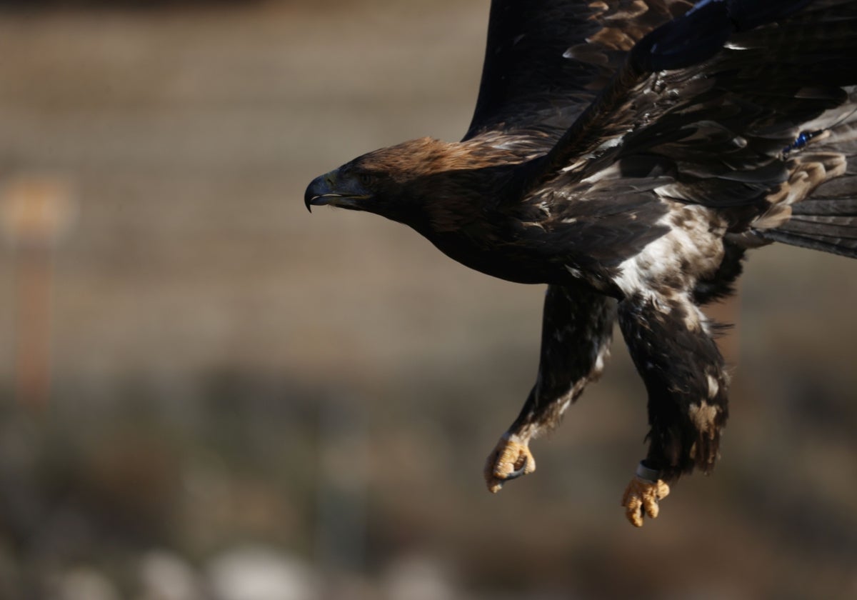 Un águila imperial, majestuosa