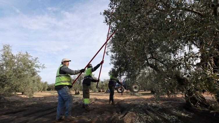 Finaliza la campaña olivarera en Córdoba con tensiones en el mercado