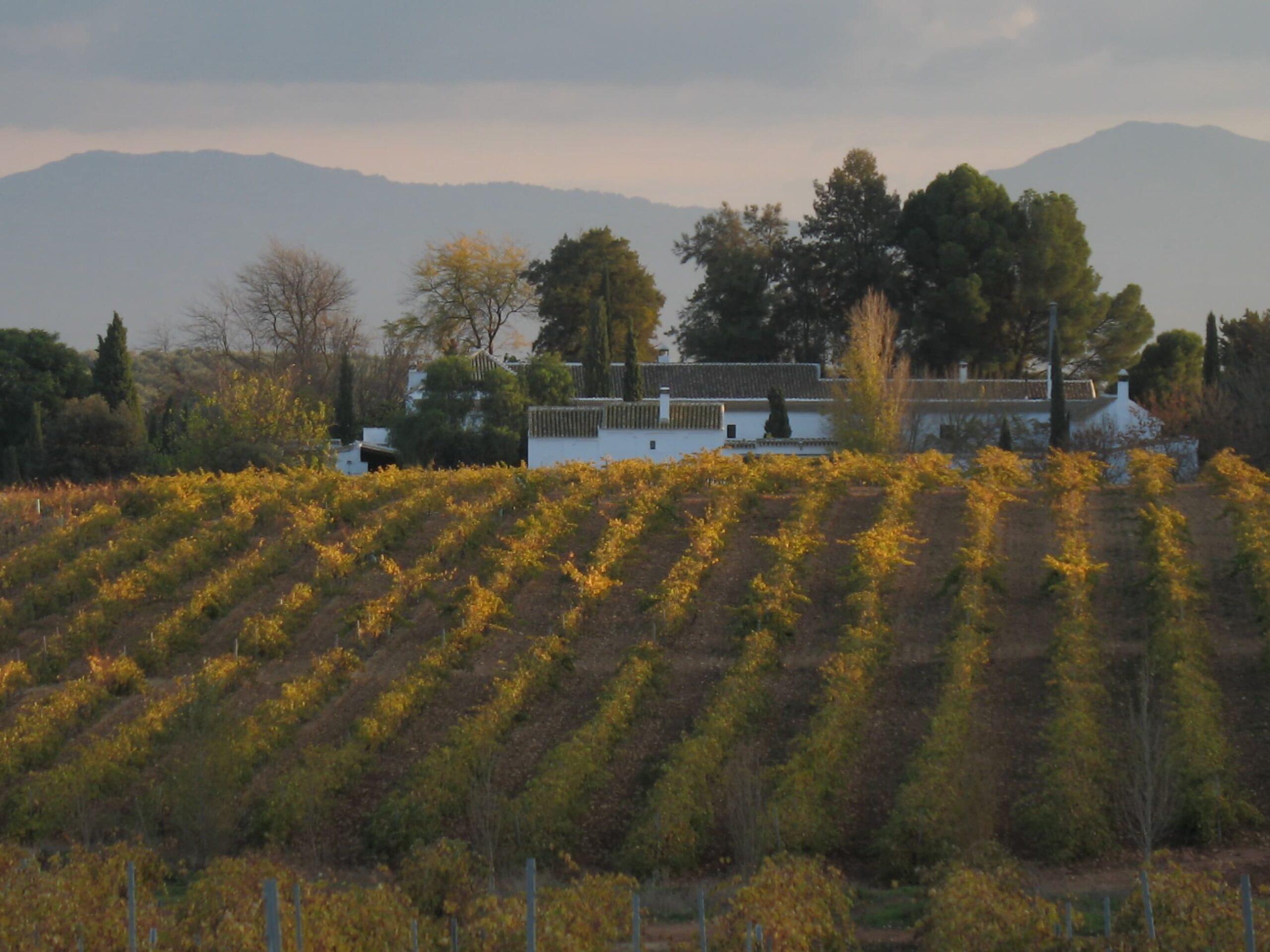 La Capuchina compagina la elaboración de vinos de Málaga con la de aceites