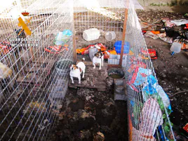Localizan una perrera con 15 animales viviendo «entre excrementos y suciedad» en Salamanca