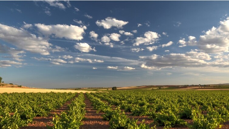 Los vinos de la patria de Dulcinea que han triunfado en el Concurso Regional de los Vinos de la Tierra del Quijote