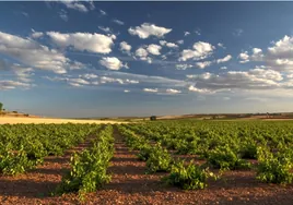 Los vinos de la patria de Dulcinea que han triunfado en el Concurso Regional de los Vinos de la Tierra del Quijote