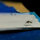 Plaga de mosquitos en las últimas semanas en el entorno de Doñana