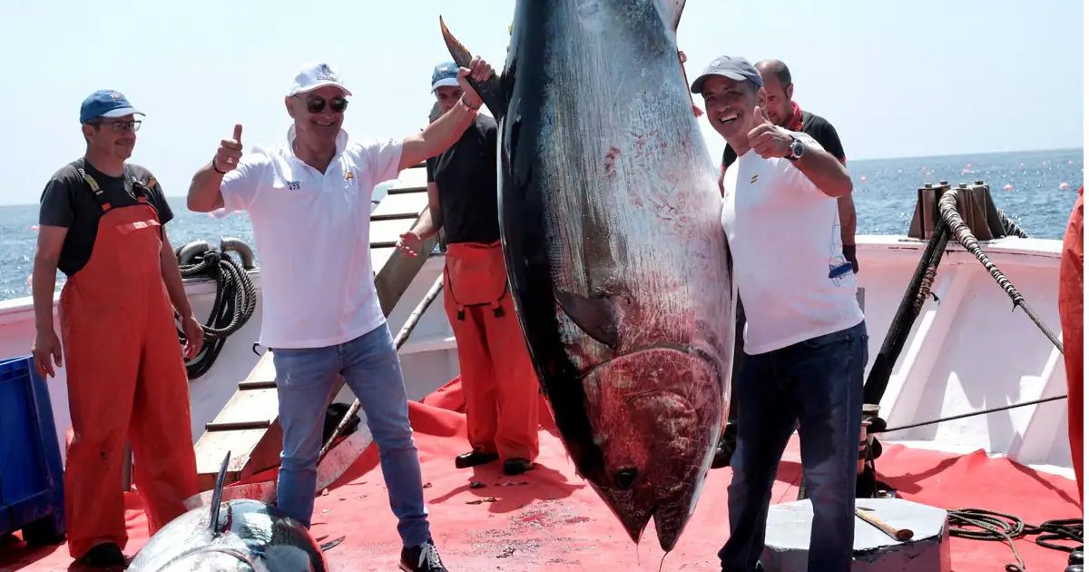 Levantá de atunes en Barbate