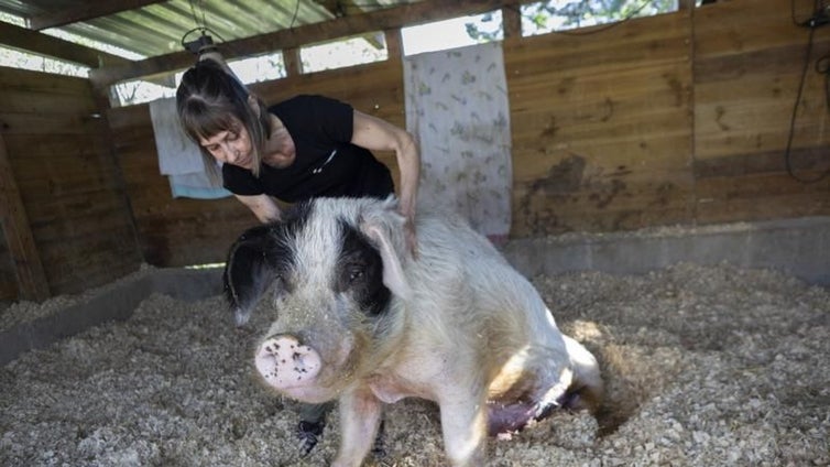 Del cerdo parapléjico a la yegua abandonada: La granja de Madrid en la que 300 animales maltratados tienen una segunda vida