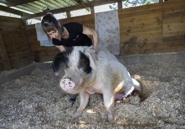 Del cerdo parapléjico a la yegua abandonada: la granja para animales maltratados