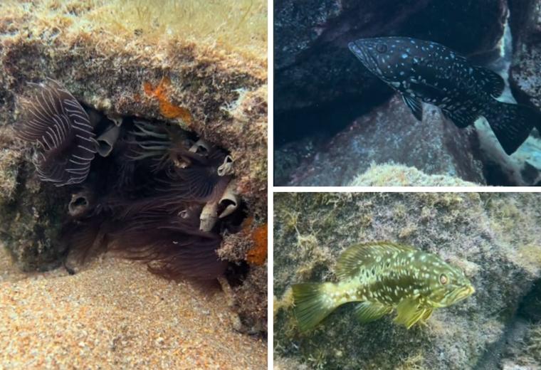 Estas son las especies marinas que habitan en una de las playas más famosas de Tenerife: «Recomiendo no pisarlas»