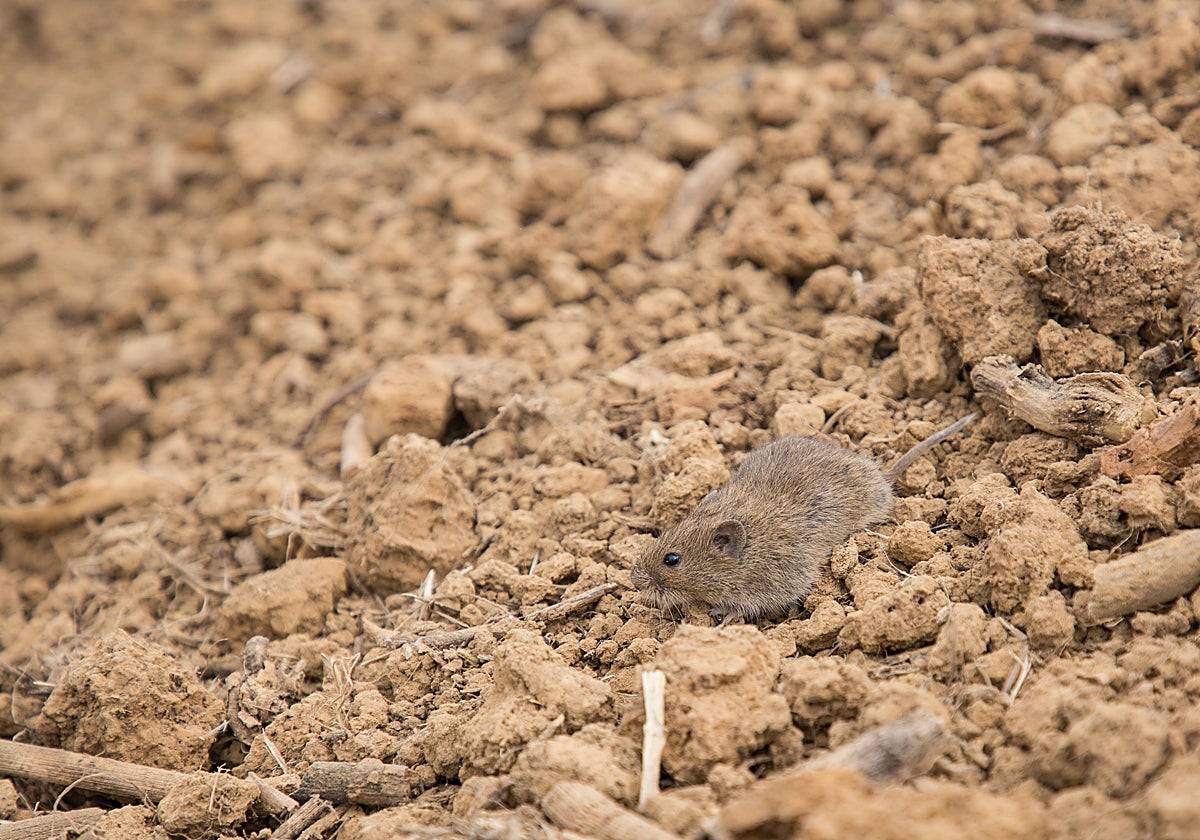 Un ejemplar de topillo campesino