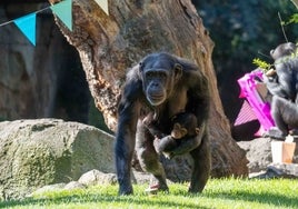 Bioparc Valencia recuerda la emotiva historia del chimpancé «huérfano» Djibril en su quinto cumpleaños