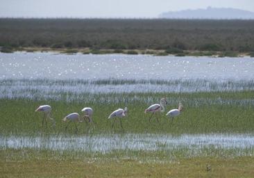 Entre el oasis y el espejismo: el agua vuelve a fluir en Doñana tras las lluvias de primavera