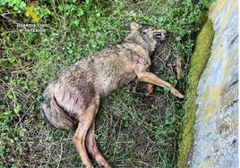 Encuentran a un lobo ibérico muerto por un posible disparo en el casco urbano de Cervera de Pisuerga (Palencia)