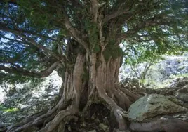 El árbol más viejo de Europa está en Jaén y tiene más de 2.000 años
