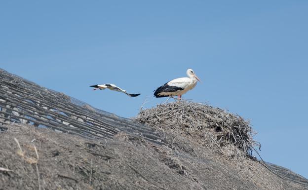 Cigüeñas en Veta la Palma