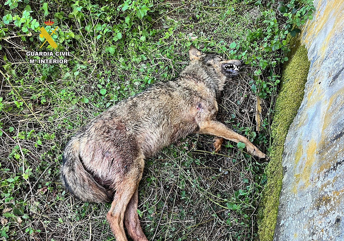 Ejemplar de lobo hallado muerto en la comarca palentina de Cervera de Pisuerga