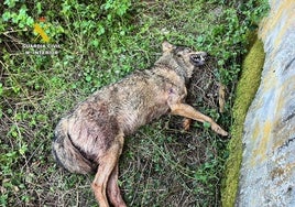 Los análisis descartan el disparo como causa de la muerte del lobo hallado en la comarca palentina de Cervera de Pisuerga