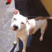 Una mujer en Tenerife se enfrenta a una multa de 10.000 a 50.000 euros por abandonar a su perro más de cinco meses