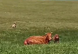 La vaca, malherida, junto al ternero, rodeados por los buitres